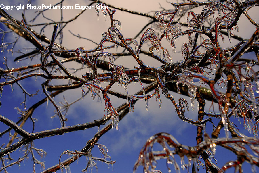 Frost, Ice, Outdoors, Snow, Bird Nest, Nest, Conifer