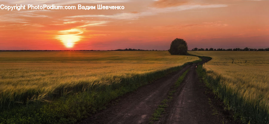 Dirt Road, Gravel, Road, Field, Grass, Grassland, Land