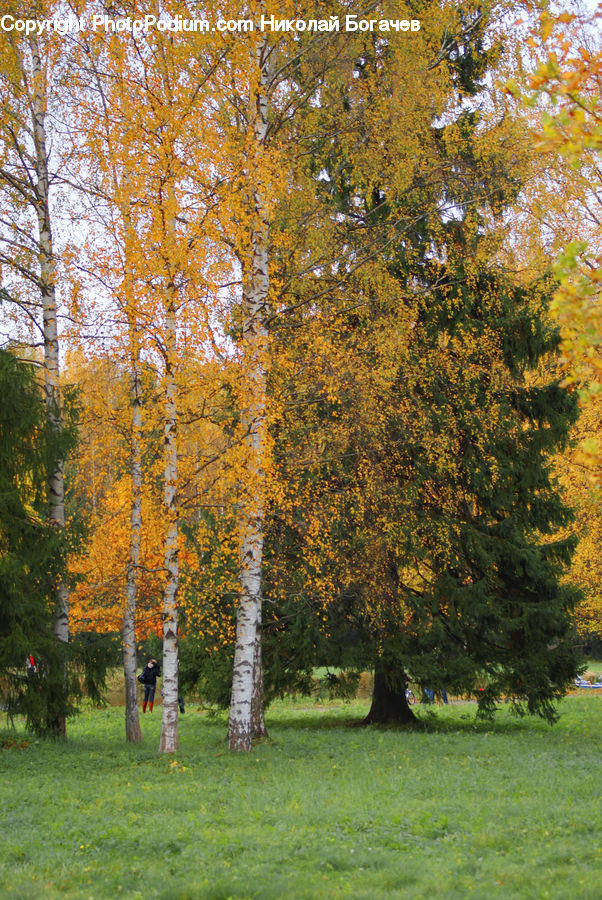 Birch, Tree, Wood, Fir, Forest, Grove, Vegetation