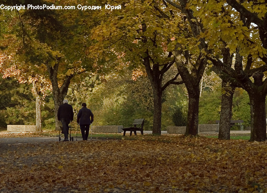 Leisure Activities, Walking, Park, Fir, Forest, Grove, Vegetation