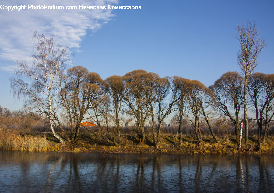 Birch, Tree, Wood, Grassland, Mound, Field, Grass