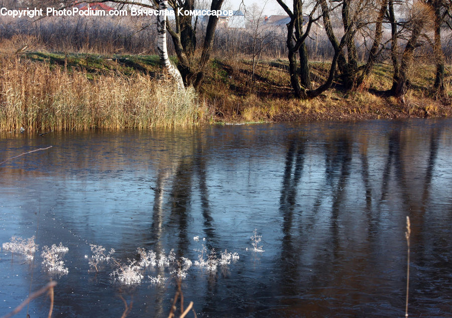 Land, Marsh, Outdoors, Swamp, Water, Forest, Vegetation