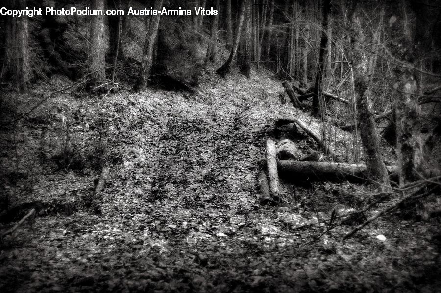 Forest, Vegetation, Grove, Land, Jungle, Fir, Outdoors