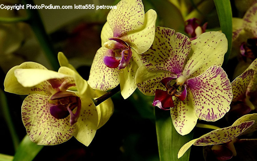 Blossom, Flora, Flower, Orchid, Plant, Foxglove, Banana