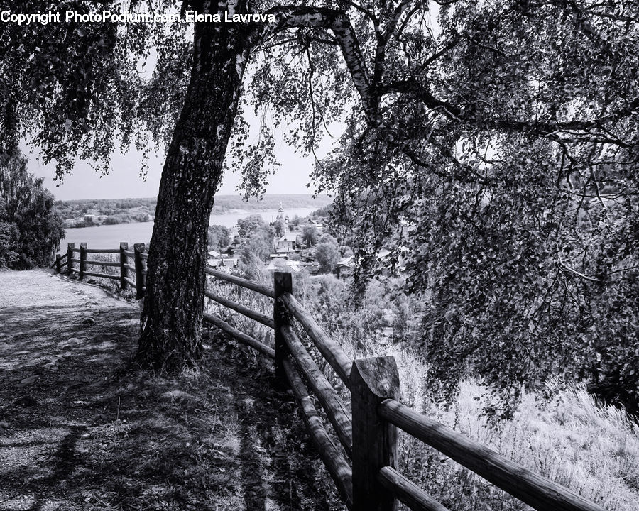 Bench, Plant, Tree, Oak, Wood, Forest, Vegetation