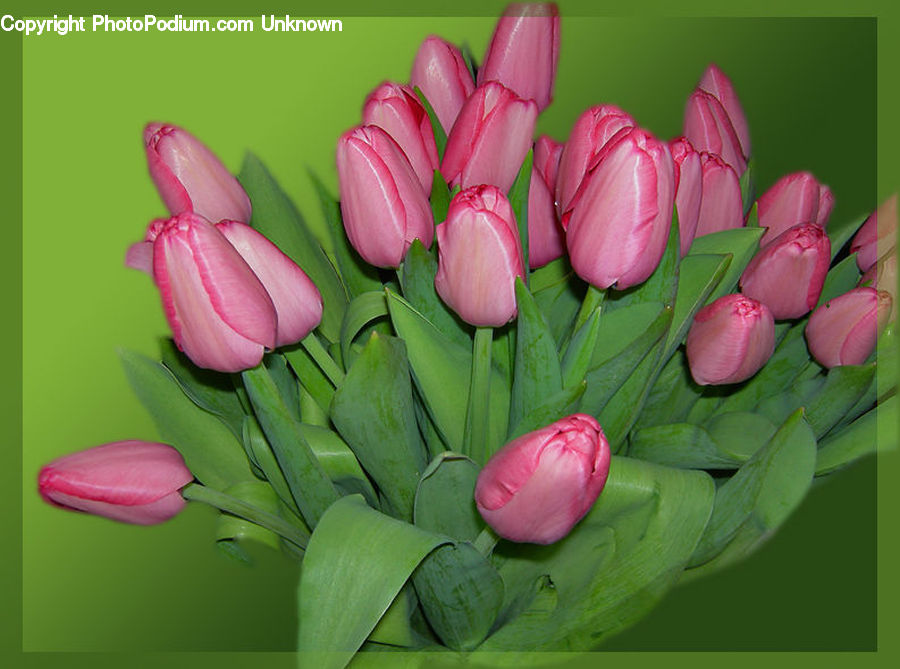 Blossom, Flora, Flower, Plant, Tulip, Cactus, Peony