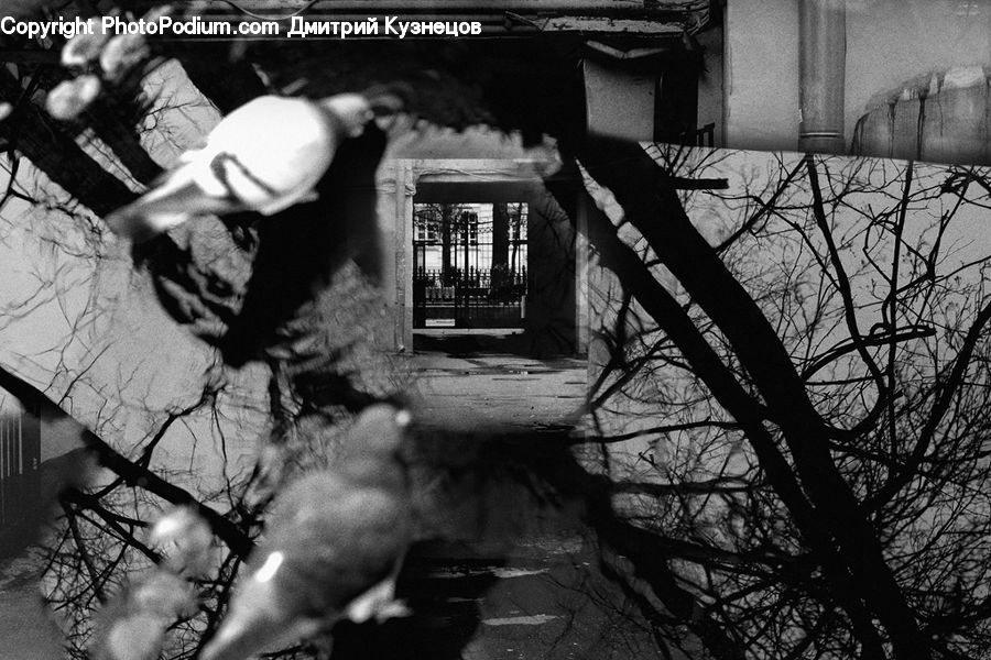 Chair, Furniture, Plant, Tree, Potted Plant, Alley, Alleyway
