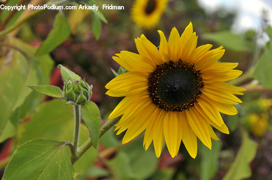 Blossom, Flora, Flower, Plant, Sunflower, Daisies, Daisy