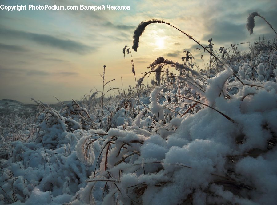 Ice, Outdoors, Snow, Frost, Field, Grass, Grassland