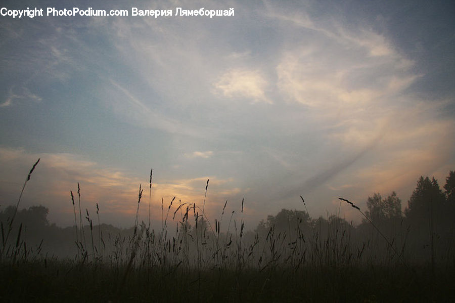 Dawn, Dusk, Sky, Sunrise, Sunset, Field, Grass