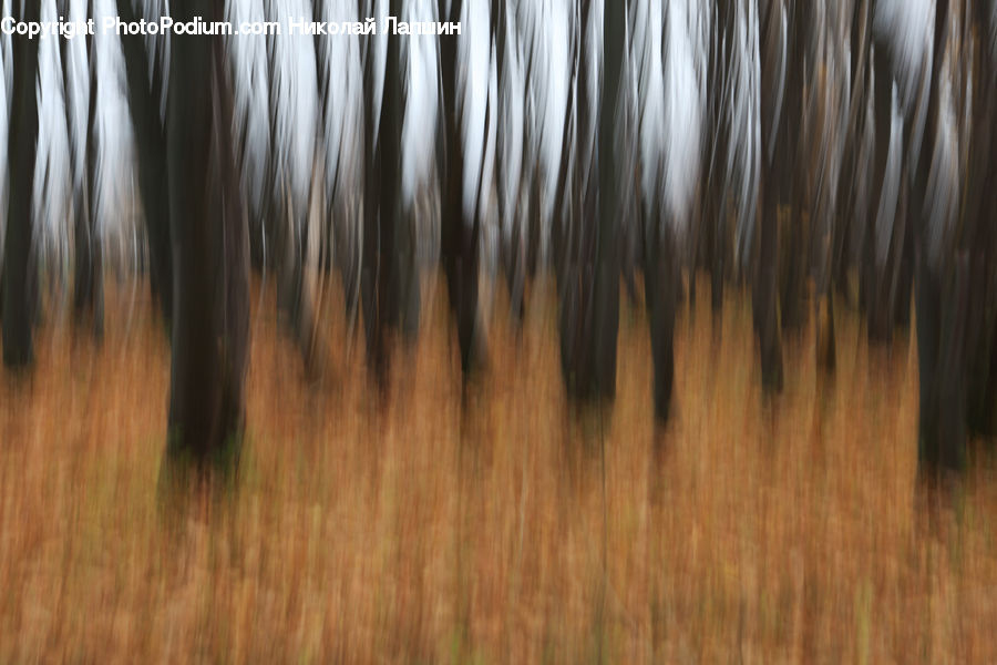 Field, Grass, Grassland, Plant, Grain, Wheat, Wood