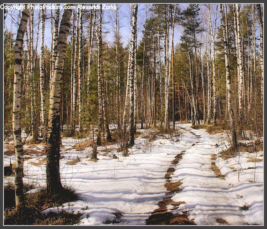 Birch, Tree, Wood, Forest, Vegetation, Dirt Road, Gravel