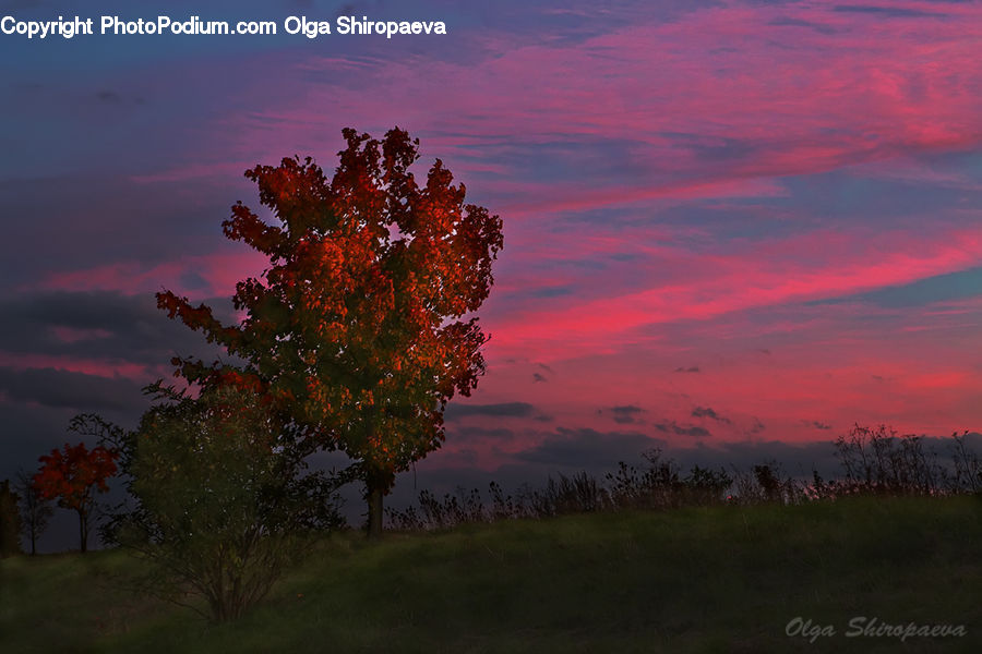 Dawn, Dusk, Red Sky, Sky, Sunrise, Sunset, Plant