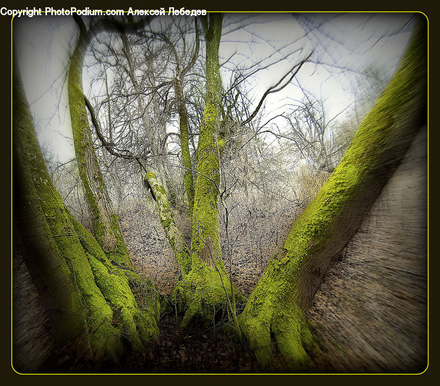 Moss, Plant, Bush, Vegetation, Conifer, Tree, Wood