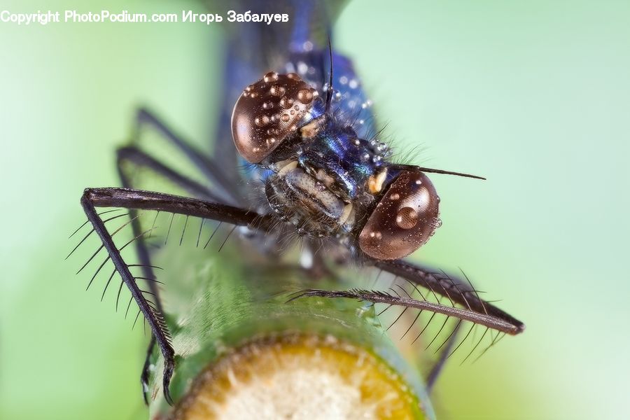 Apidae, Bee, Bumblebee, Insect, Asilidae, Glass, Anisoptera