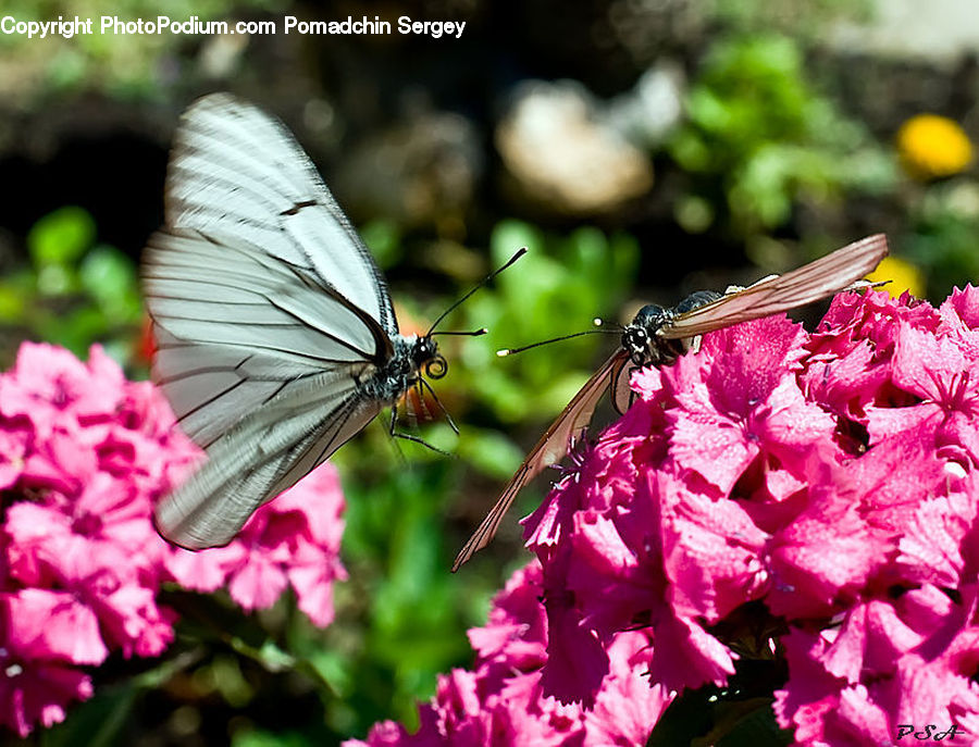 Butterfly, Insect, Invertebrate, Blossom, Flora, Flower, Plant