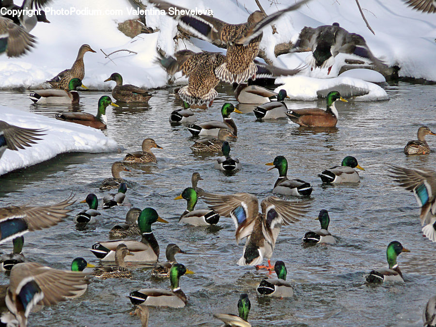 Bird, Duck, Mallard, Waterfowl, Goose, Teal, Kite Bird