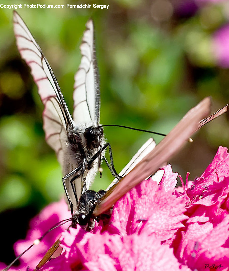 Anisoptera, Dragonfly, Insect, Invertebrate, Butterfly, Mosquito, Blossom