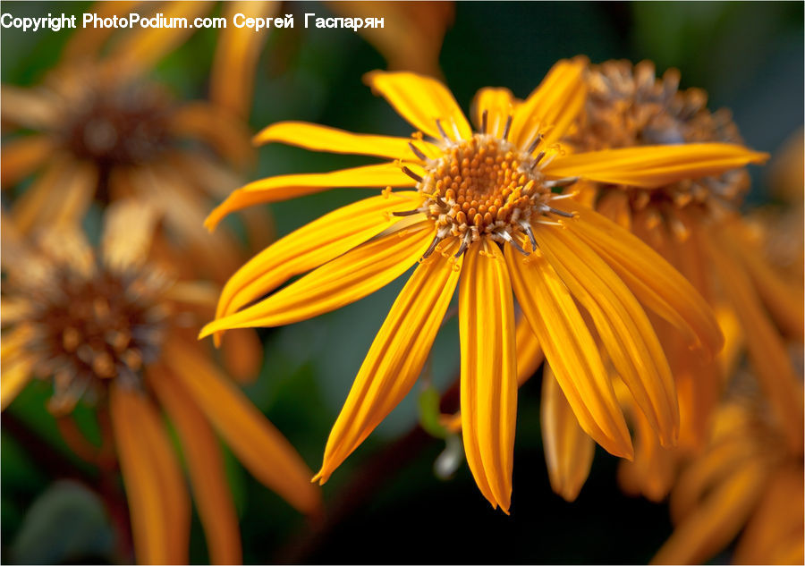 Daisies, Daisy, Flower, Plant, Blossom, Flora, Bee