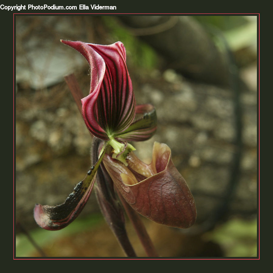 Bud, Plant, Blossom, Flora, Flower, Geranium, Lily