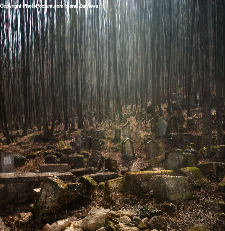 Forest, Vegetation, Landscape, Nature, Scenery, Plant, Jungle