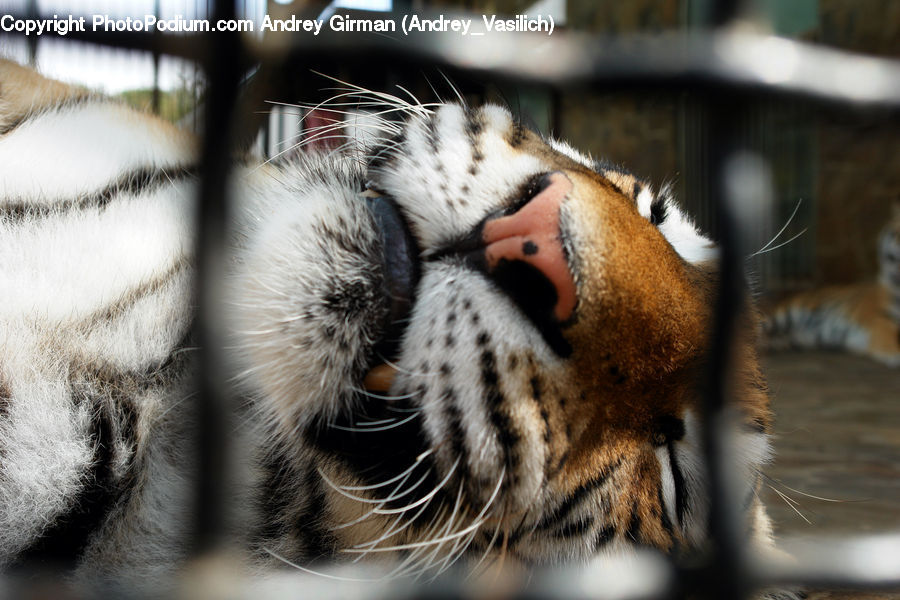 Asleep, Animal, Cat, Mammal, Pet, Tiger, Adorable