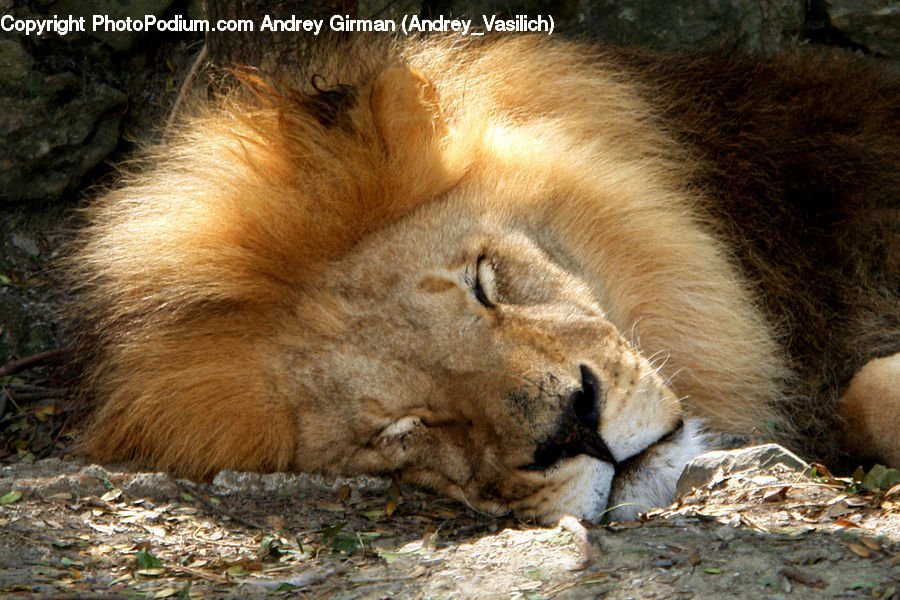 Animal, Cougar, Lion, Puma, Wildlife, Canine, Fox