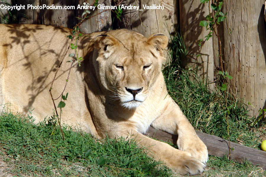 Animal, Lion, Wildlife, Bush, Plant, Vegetation, Cougar
