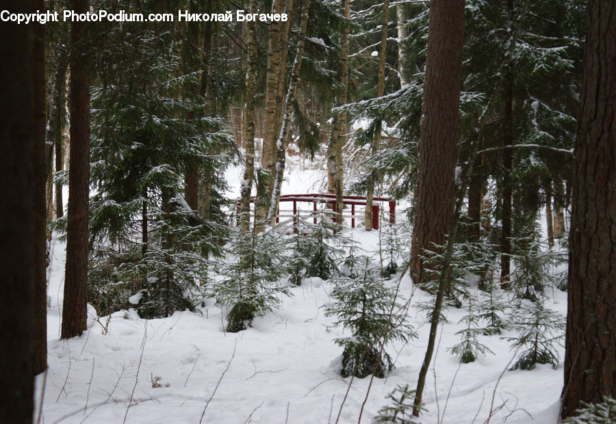 Ice, Outdoors, Snow, Conifer, Fir, Pine, Plant