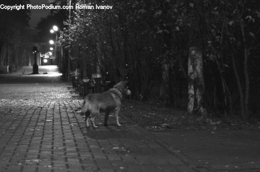 Alley, Alleyway, Road, Street, Town, Animal, Boardwalk