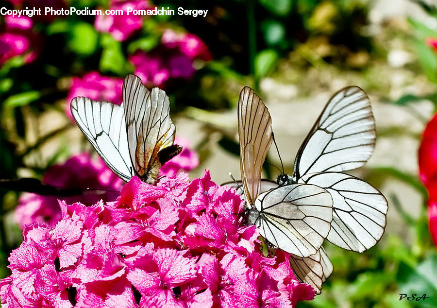 Butterfly, Insect, Invertebrate, Blossom, Flora, Flower, Plant