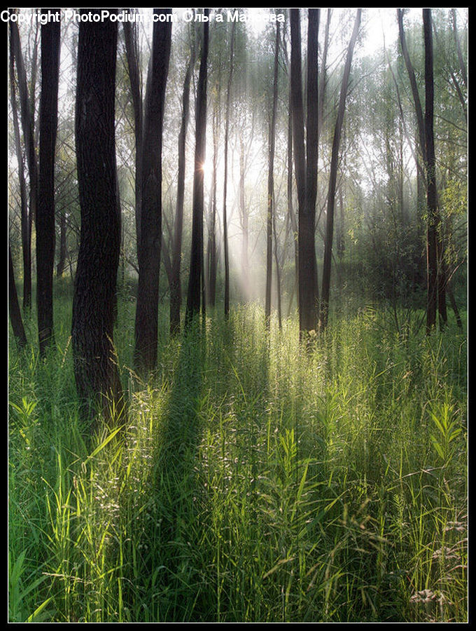 Field, Grass, Grassland, Plant, Forest, Vegetation, Blossom