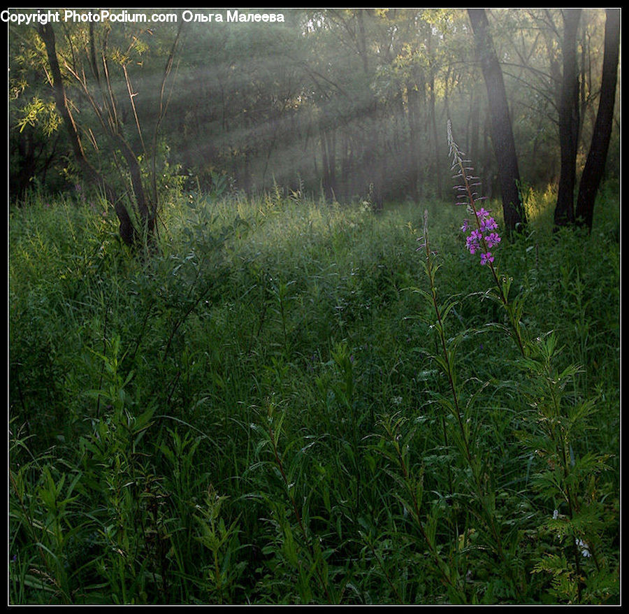 Field, Grass, Grassland, Plant, Blossom, Flora, Flower