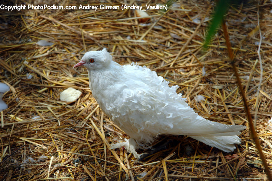 Chicken, Fowl, Hen, Poultry, Bird, Dove, Pigeon