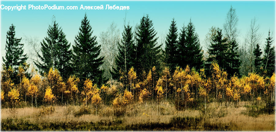 Conifer, Fir, Plant, Tree, Pine, Spruce, Wood