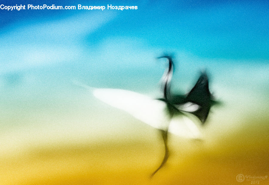Silhouette, Anther, Flower, Petal, Plant, Blossom, Flora