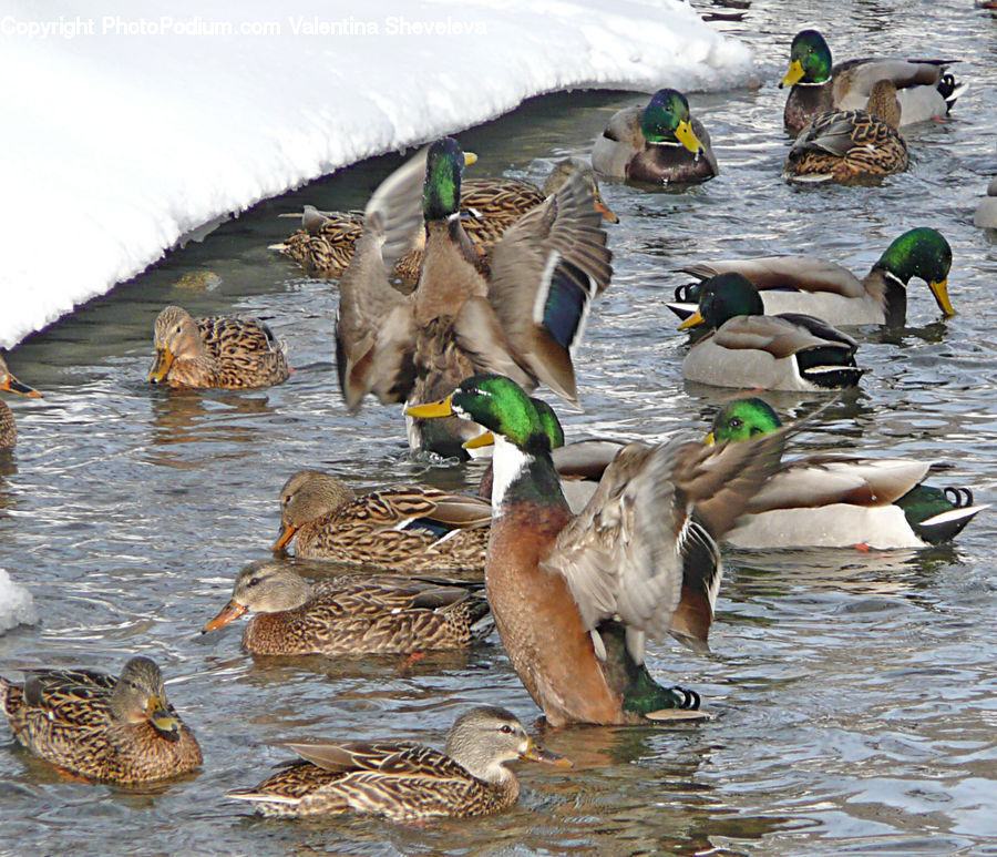Bird, Duck, Mallard, Waterfowl, Teal, Goose