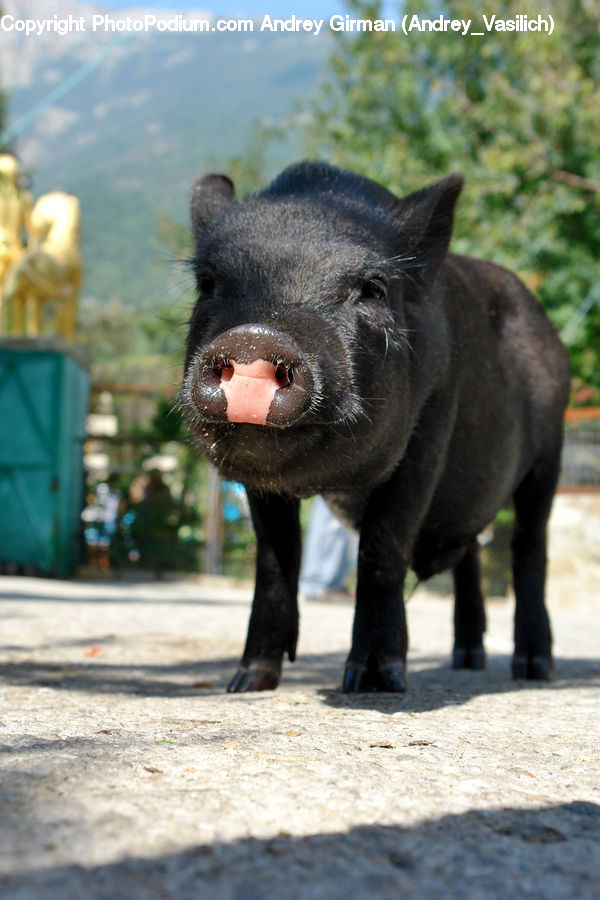 Animal, Boar, Hog, Mammal, Pig, Plant, Potted Plant
