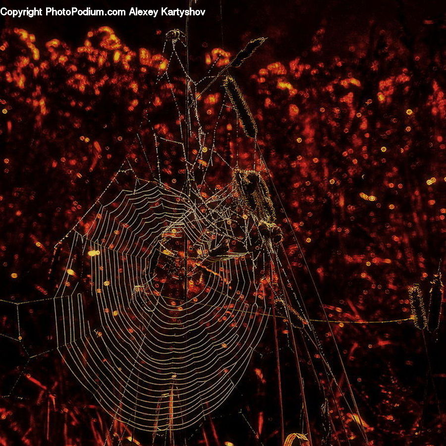 Fireworks, Night, Insect, Spider Web, Fractal, Lighting, Art