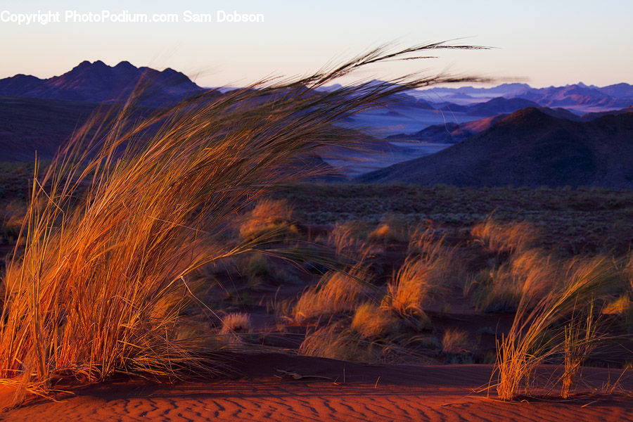 Desert, Outdoors, Field, Grass, Grassland, Land, Plant