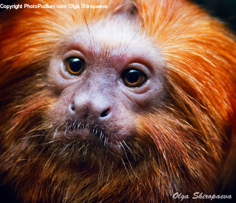 Animal, Mammal, Monkey