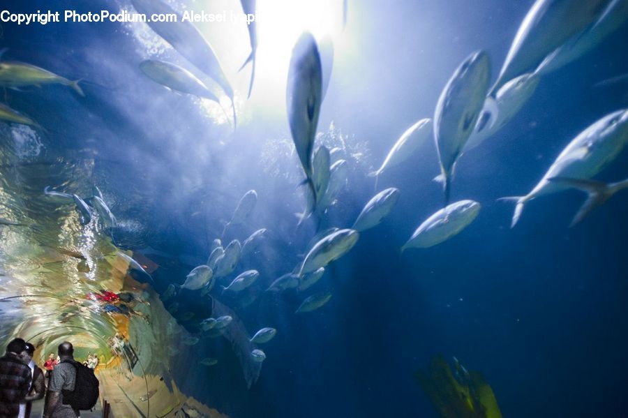 Coral Reef, Outdoors, Reef, Sea, Sea Life, Water, Art