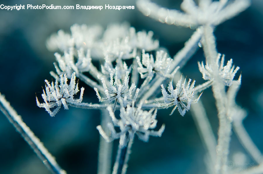 Frost, Ice, Outdoors, Snow