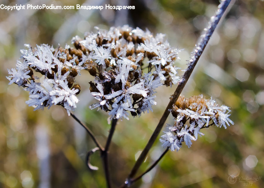 Frost, Ice, Outdoors, Snow, Blossom, Flora, Flower