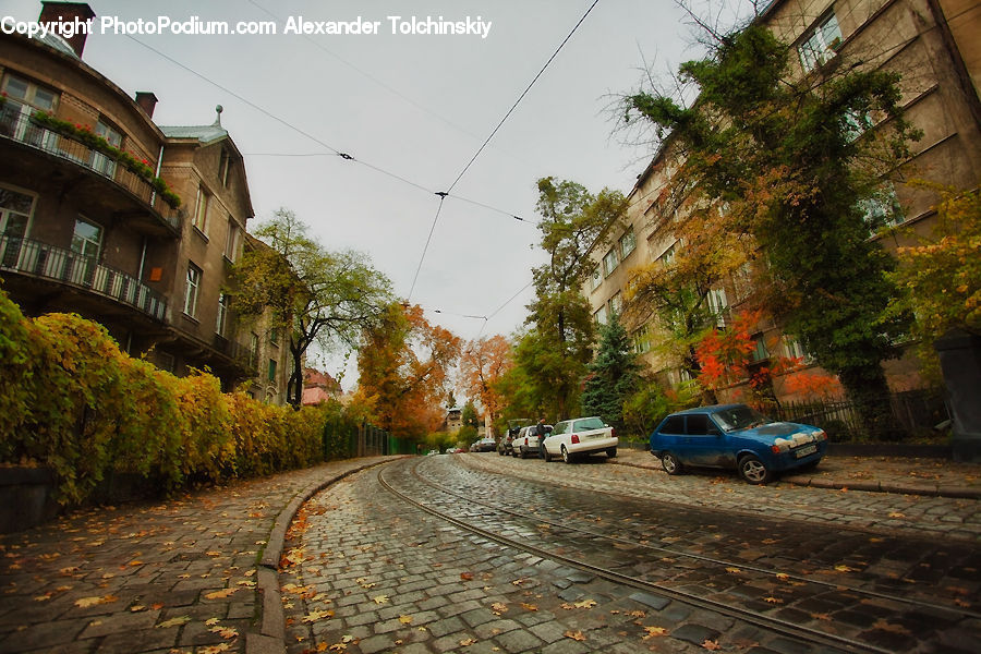 Plant, Potted Plant, Cobblestone, Pavement, Walkway, Automobile, Car