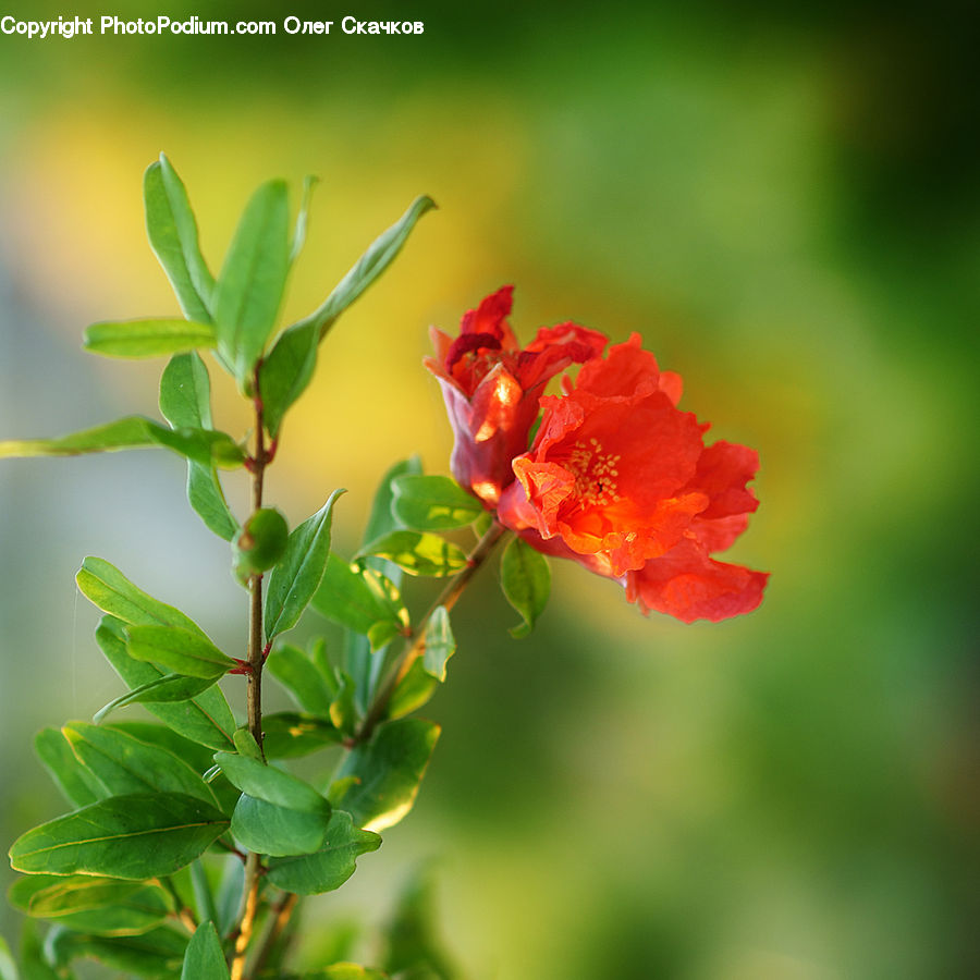 Blossom, Flora, Flower, Geranium, Plant, Hibiscus, Poppy