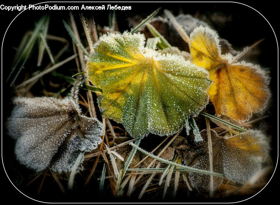 Frost, Ice, Outdoors, Snow, Flora, Pollen, Arachnid