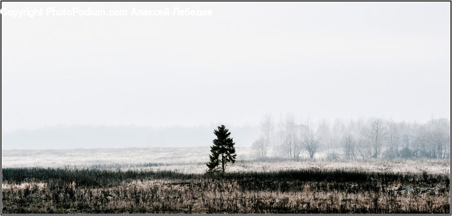 Fog, Countryside, Outdoors, Grass, Plant, Reed, Tree