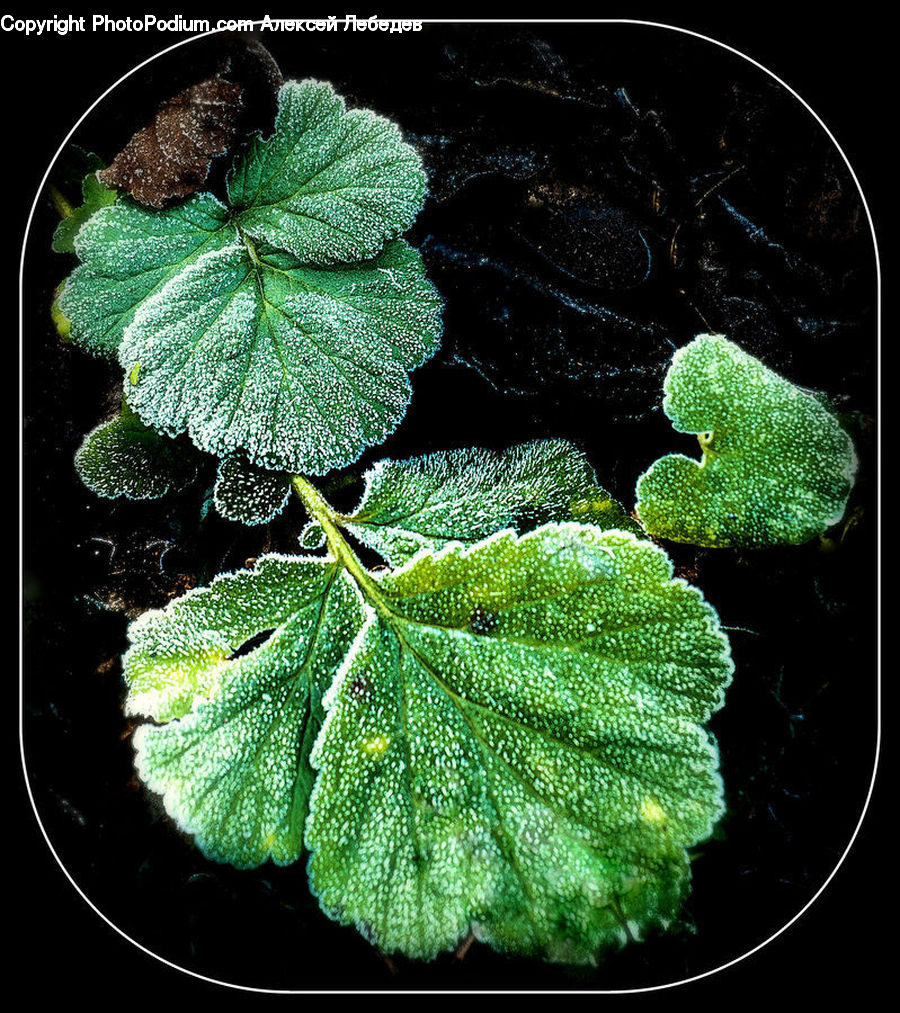 Herbs, Mint, Plant, Broccoli, Produce, Vegetable, Bush