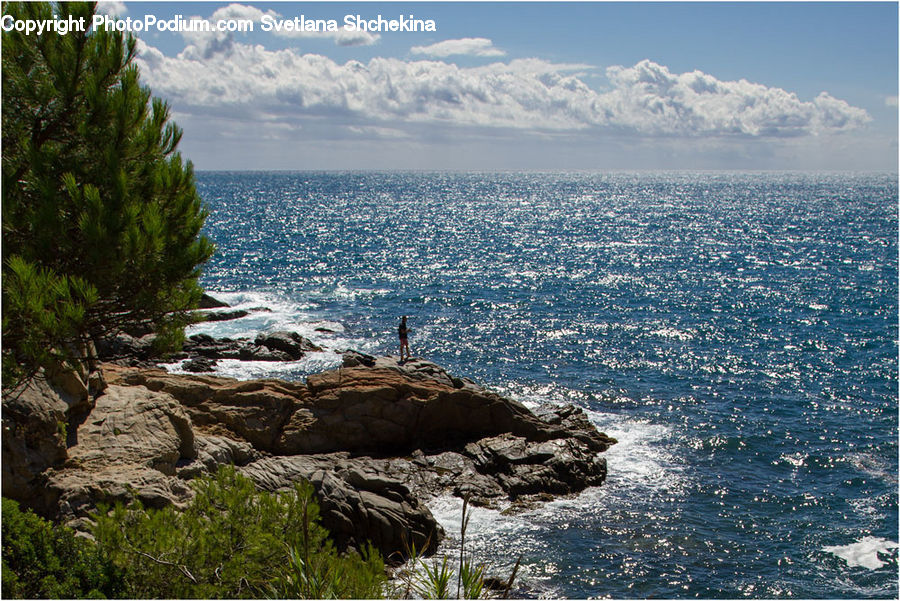 Rock, Conifer, Fir, Plant, Tree, Pine, Spruce